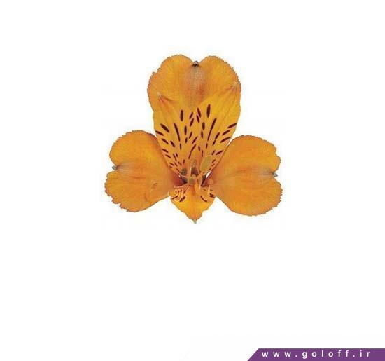 خرید گل آلسترومریا فایرنز - Alstroemeri | گل آف